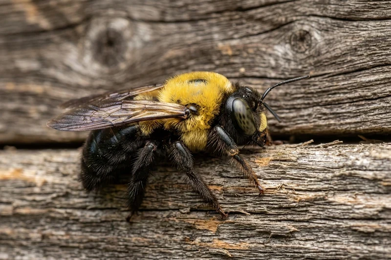 Bee Pest Control