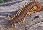 Centipedes control guide