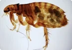 Flea Pest Control