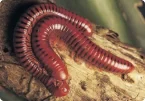 Millipedes control guide
