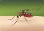 Mosquito Pest Control