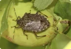 Stink Bugs control guide
