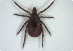 Tick Pest Control