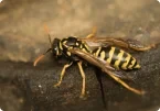 Wasp Pest Control